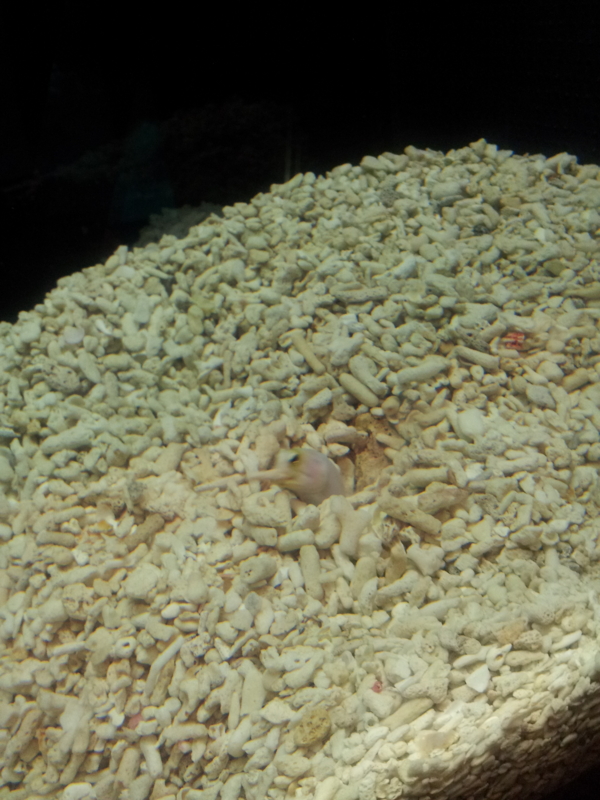 f:id:totoadad:20120929133622j:plain:w130 f:id:totoadad:20120929133622j:plain:w130