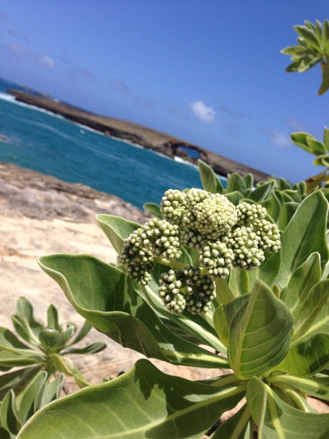 f:id:towaloha:20150407183954j:plain f:id:towaloha:20150407183954j:plain