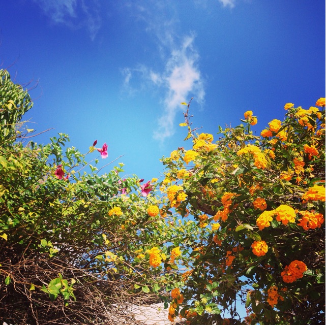f:id:towaloha:20150414233534j:plain f:id:towaloha:20150414233534j:plain