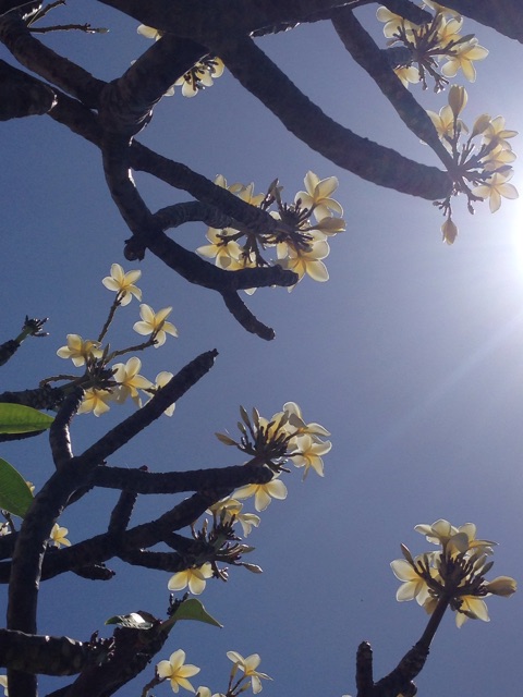 f:id:towaloha:20150417111443j:plain f:id:towaloha:20150417111443j:plain