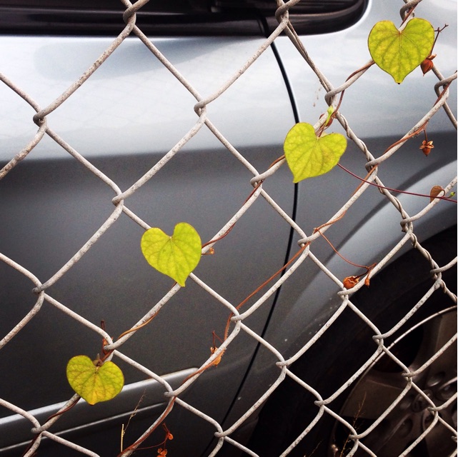 f:id:towaloha:20150417112443j:plain f:id:towaloha:20150417112443j:plain