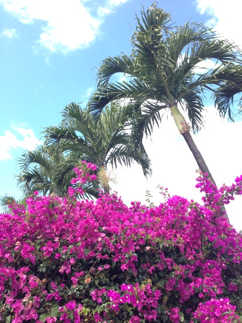 f:id:towaloha:20150417113323j:plain f:id:towaloha:20150417113323j:plain