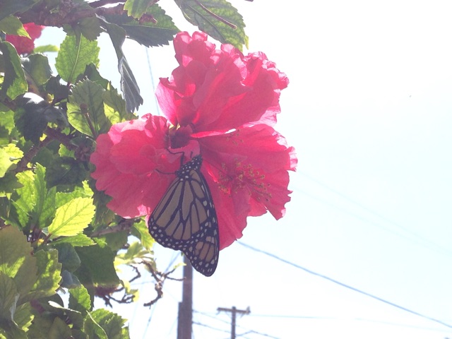 f:id:towaloha:20150420213117j:plain f:id:towaloha:20150420213117j:plain