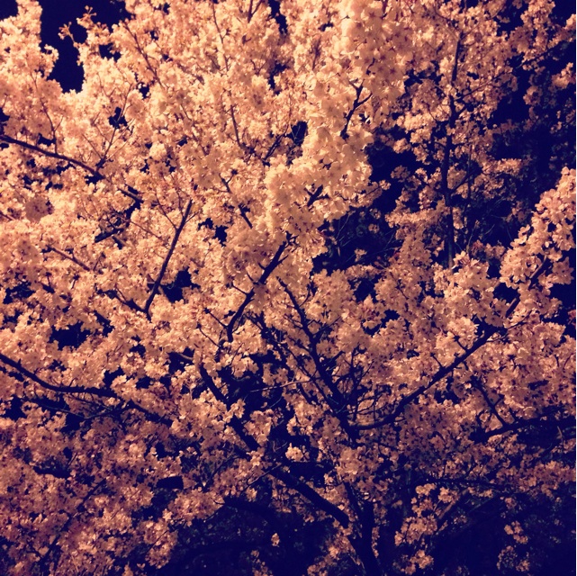 f:id:toyorche:20150405001812j:plain f:id:toyorche:20150405001812j:plain