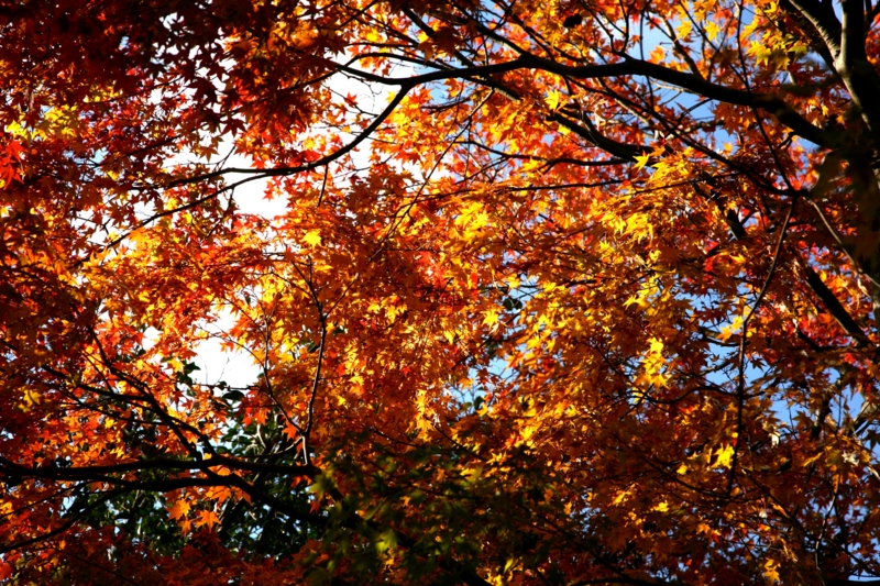 f:id:tozenji:20131126090640j:plain f:id:tozenji:20131126090640j:plain