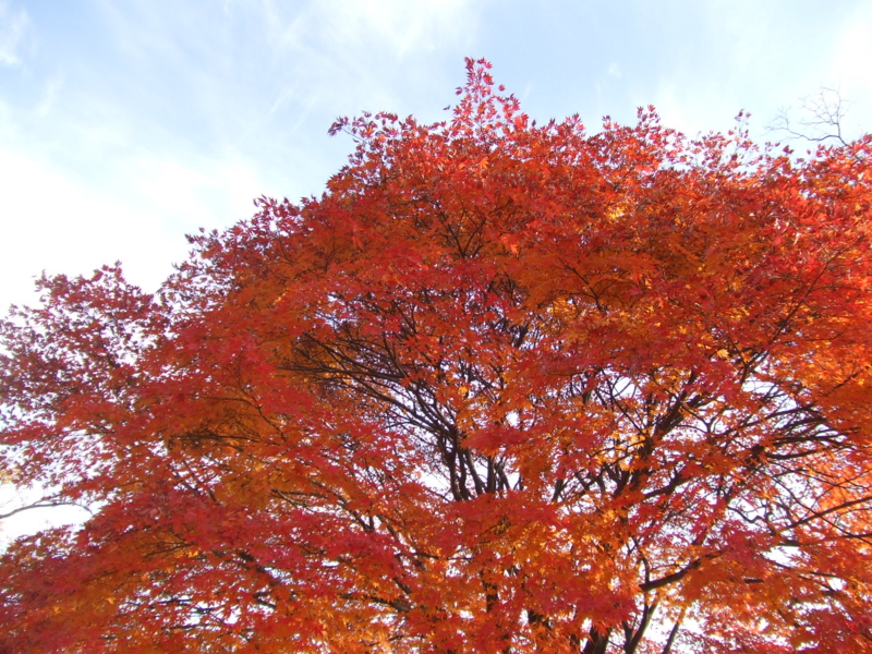 f:id:tpb_kotori:20061124094237j:plain f:id:tpb_kotori:20061124094237j:plain