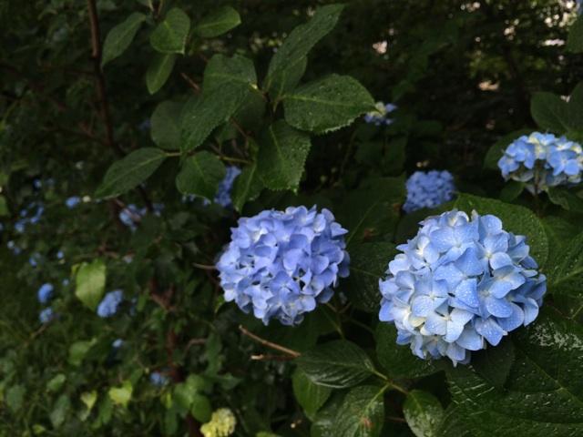 f:id:trailsato:20140606105415j:plain f:id:trailsato:20140606105415j:plain
