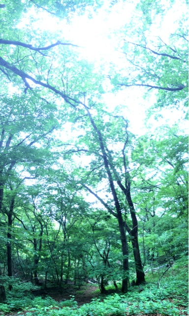 f:id:trailsato:20140622181125j:plain f:id:trailsato:20140622181125j:plain