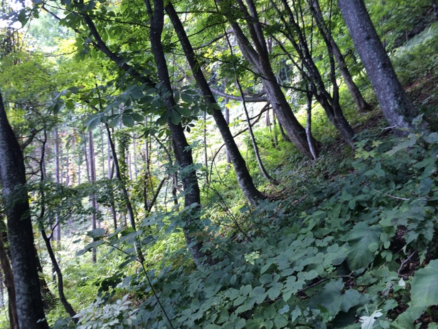 f:id:trailsato:20140925081230j:plain f:id:trailsato:20140925081230j:plain