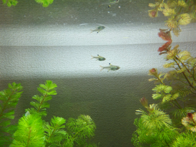 f:id:trapaqua45:20130617214714j:plain f:id:trapaqua45:20130617214714j:plain