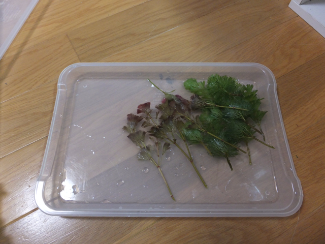 f:id:trapaqua45:20130619230026j:plain f:id:trapaqua45:20130619230026j:plain