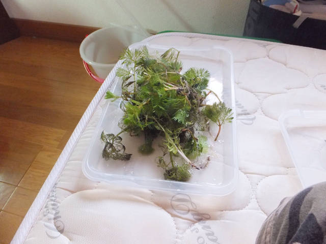 f:id:trapaqua45:20130707223533j:plain f:id:trapaqua45:20130707223533j:plain
