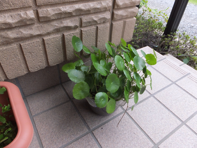 f:id:trapaqua45:20130729171427j:plain f:id:trapaqua45:20130729171427j:plain