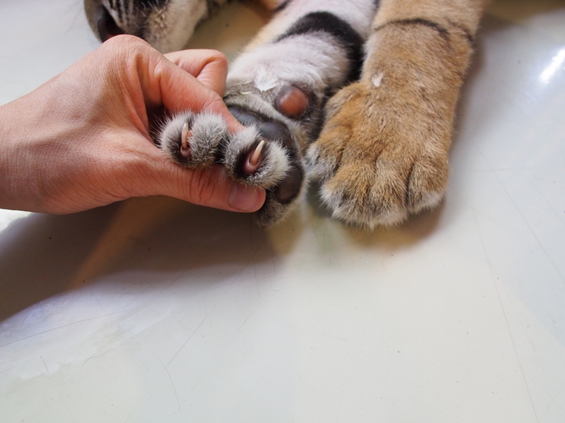 f:id:travelshrimp:20150502121607j:plain