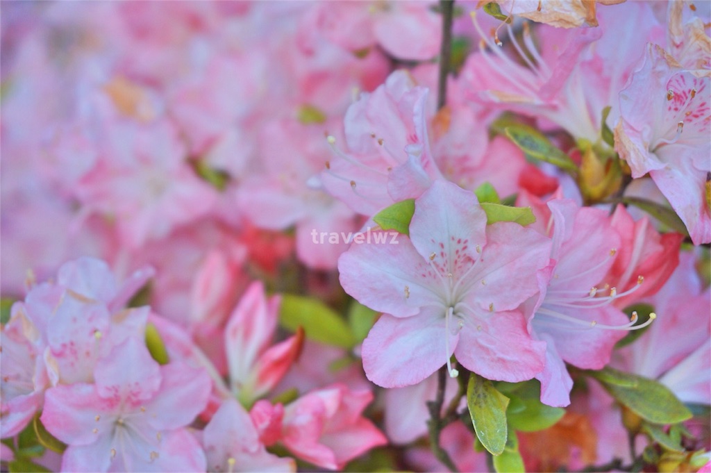 f:id:travelwz:20160319084751j:image f:id:travelwz:20160319084751j:image