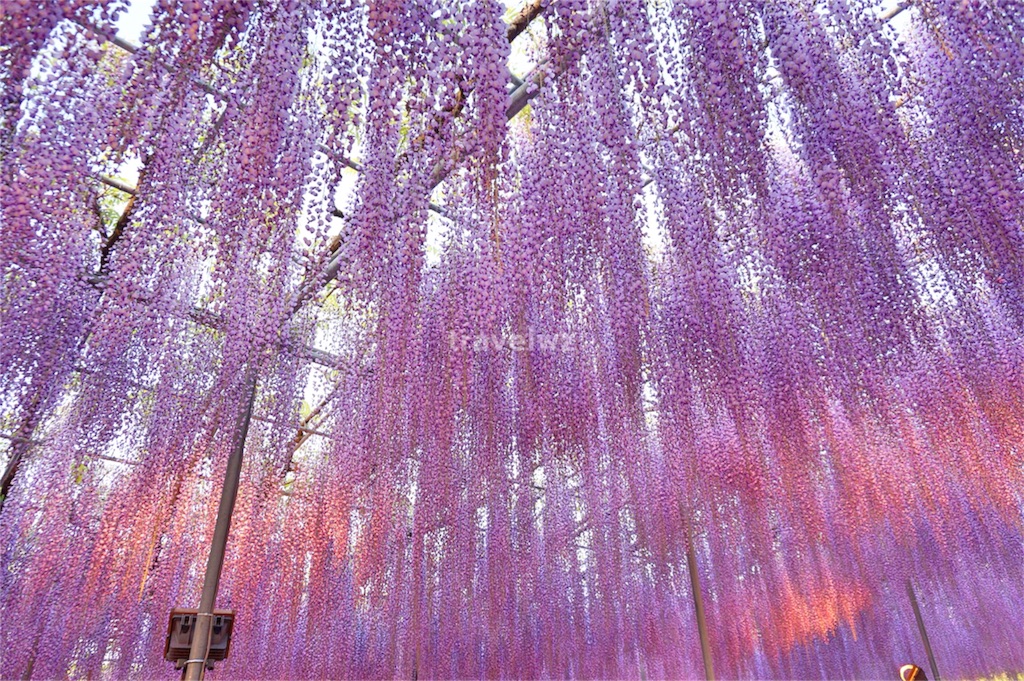 f:id:travelwz:20160319085321j:image f:id:travelwz:20160319085321j:image