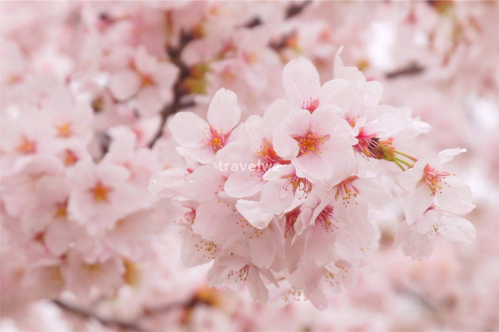 f:id:travelwz:20160406172548j:image f:id:travelwz:20160406172548j:image