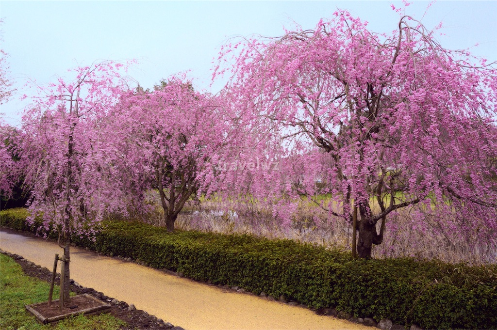 f:id:travelwz:20160406174143j:image f:id:travelwz:20160406174143j:image