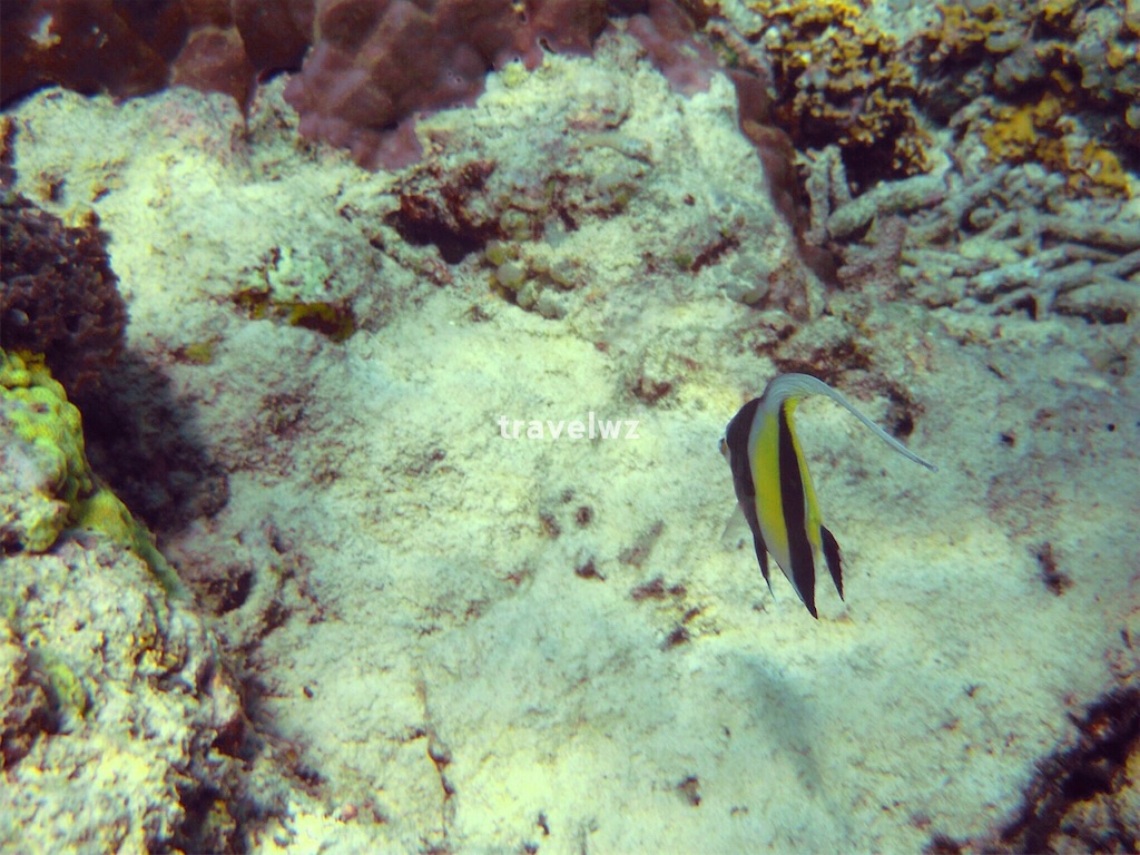 f:id:travelwz:20160421121731j:image f:id:travelwz:20160421121731j:image