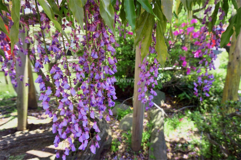 f:id:travelwz:20160430215635j:image f:id:travelwz:20160430215635j:image