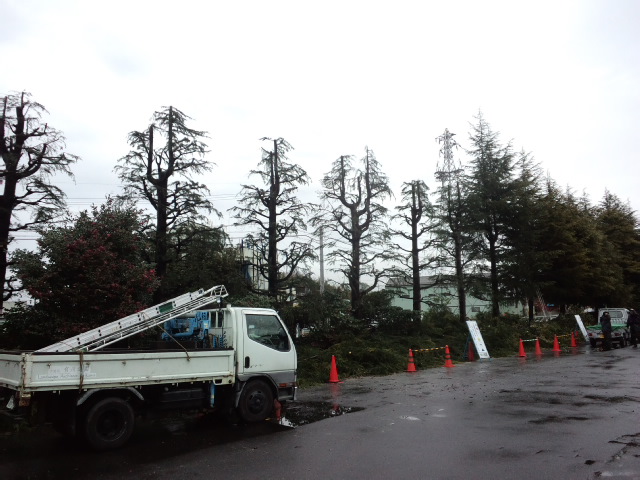 f:id:treeside:20110301165854j:image f:id:treeside:20110301165854j:image