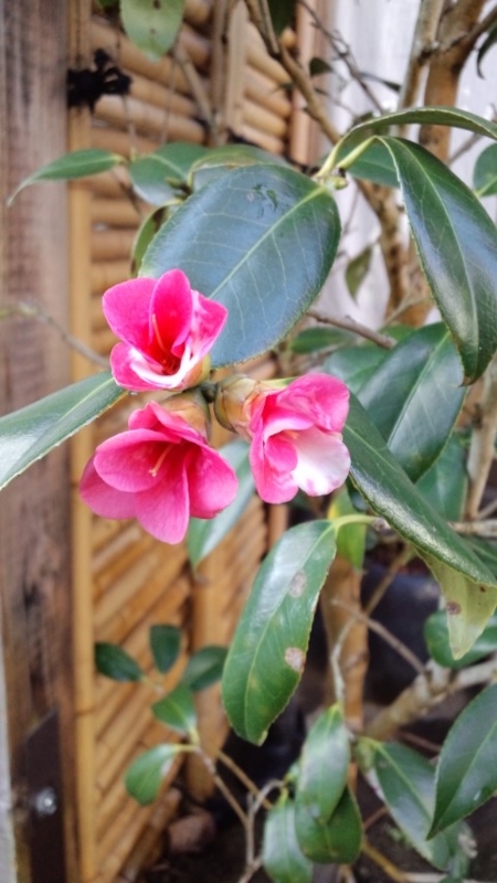 f:id:treeside:20110328153317j:image f:id:treeside:20110328153317j:image