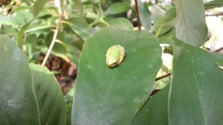 f:id:treeside:20110705142816j:image:w360 f:id:treeside:20110705142816j:image:w360