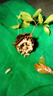 f:id:treeside:20110705200023j:image:w360 f:id:treeside:20110705200023j:image:w360