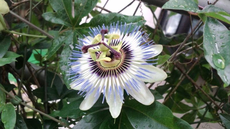 f:id:treeside:20120712135123j:image:w360 f:id:treeside:20120712135123j:image:w360