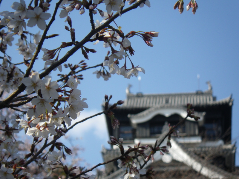 f:id:treeside:20150325155254j:image f:id:treeside:20150325155254j:image