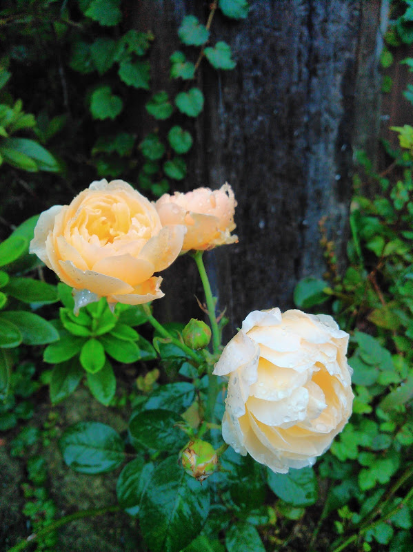 f:id:treeside:20150922231553j:plain f:id:treeside:20150922231553j:plain