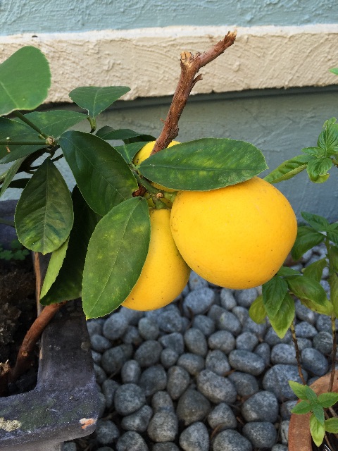 f:id:tsubamecafe:20150610145953j:image f:id:tsubamecafe:20150610145953j:image