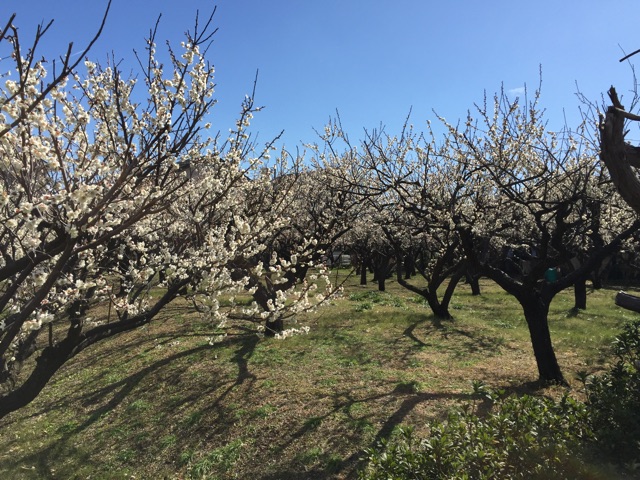 f:id:tsubasaichijo:20150305022445j:plain f:id:tsubasaichijo:20150305022445j:plain