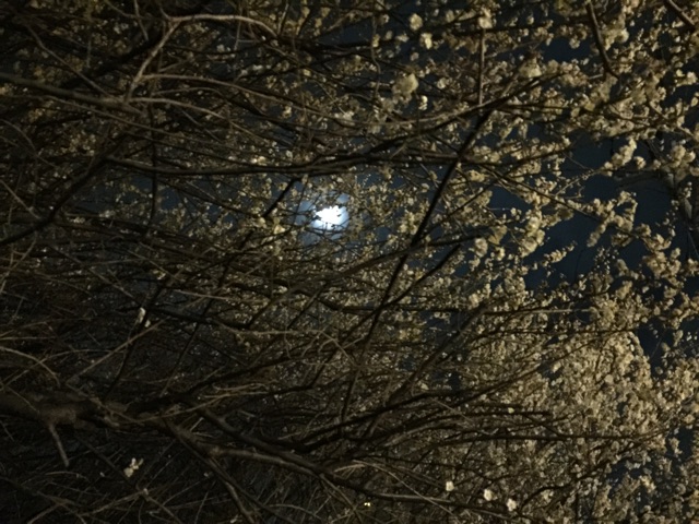 f:id:tsubasaichijo:20150305022452j:plain f:id:tsubasaichijo:20150305022452j:plain