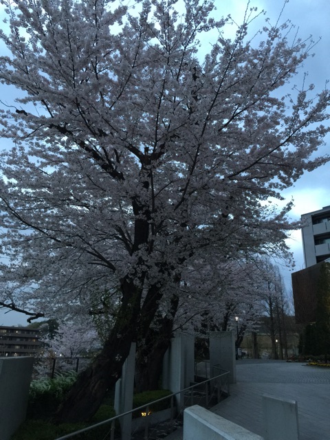 f:id:tsubasaichijo:20150403021641j:plain f:id:tsubasaichijo:20150403021641j:plain
