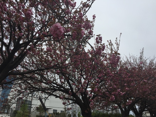 f:id:tsubasaichijo:20150416112743j:plain f:id:tsubasaichijo:20150416112743j:plain