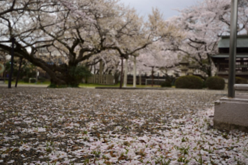 f:id:tsuboyaki:20130406063808j:plain f:id:tsuboyaki:20130406063808j:plain