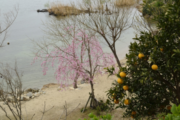 f:id:tsuboyaki:20130409085930j:plain f:id:tsuboyaki:20130409085930j:plain