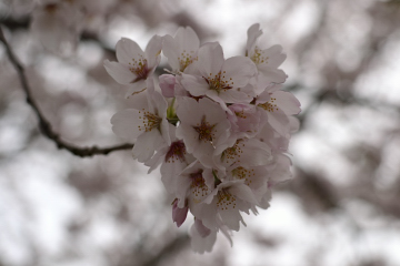 f:id:tsuboyaki:20130409090033j:plain f:id:tsuboyaki:20130409090033j:plain