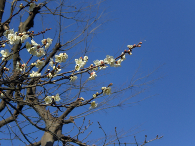 f:id:tsugumi711:20100205150413j:image:w400 f:id:tsugumi711:20100205150413j:image:w400