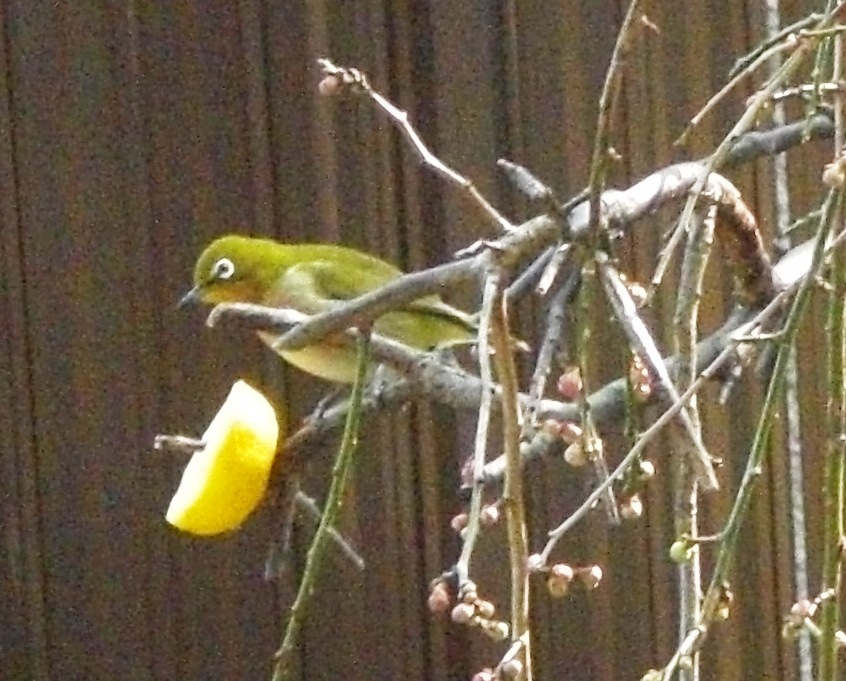 f:id:tsugumi711:20100208124403j:image:w400 f:id:tsugumi711:20100208124403j:image:w400