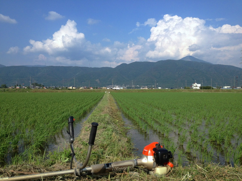 畦畔の草刈りした田んぼと伊吹山