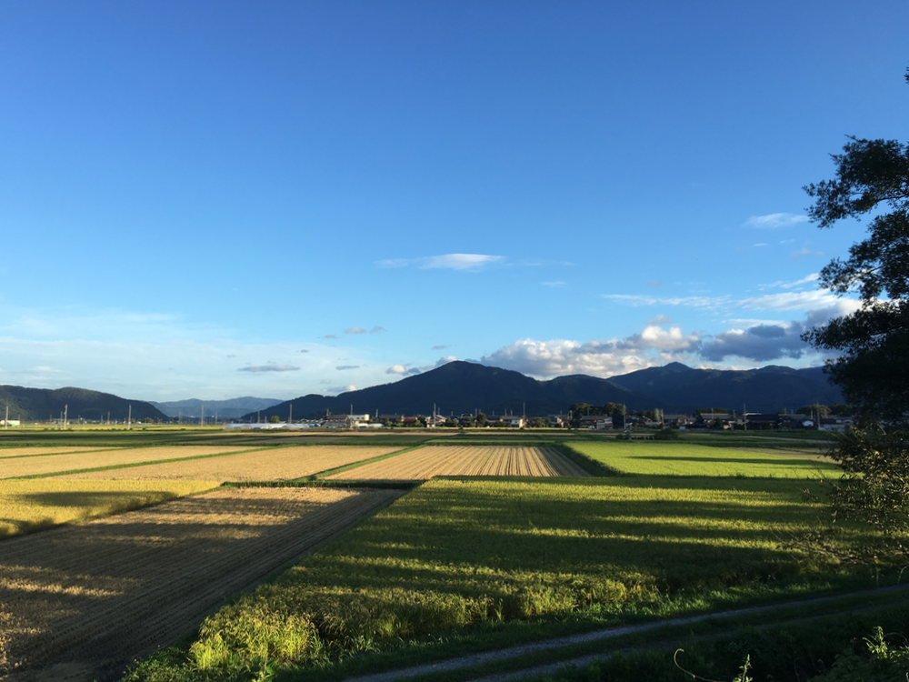 今朝の田んぼ
