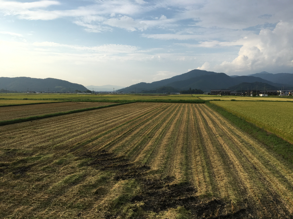 稲刈りしたばかりの田んぼに夕暮れが近づく