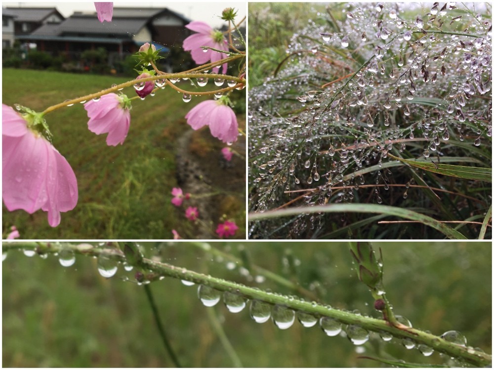 霧雨の朝