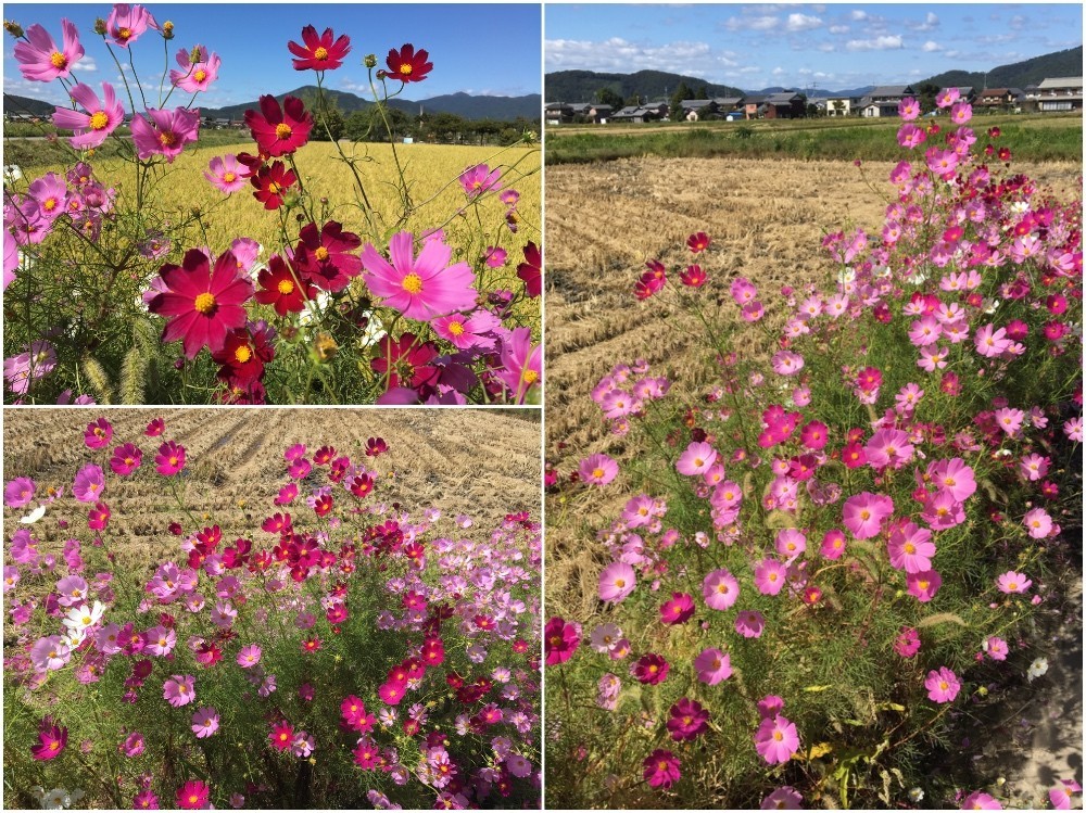 旧暦八月十五日のコスモス