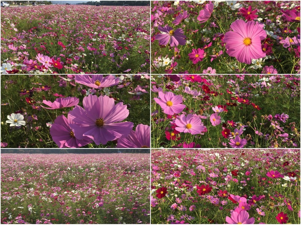 今川町のコスモス園