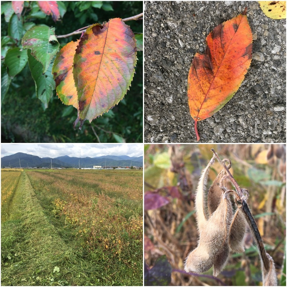 桜の葉っぱが色づきはじめたことと大豆の畦畔の草刈りなど