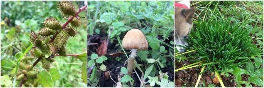 オナモミ・畑に出たキノコ・葉が出てきたヒガンバナ