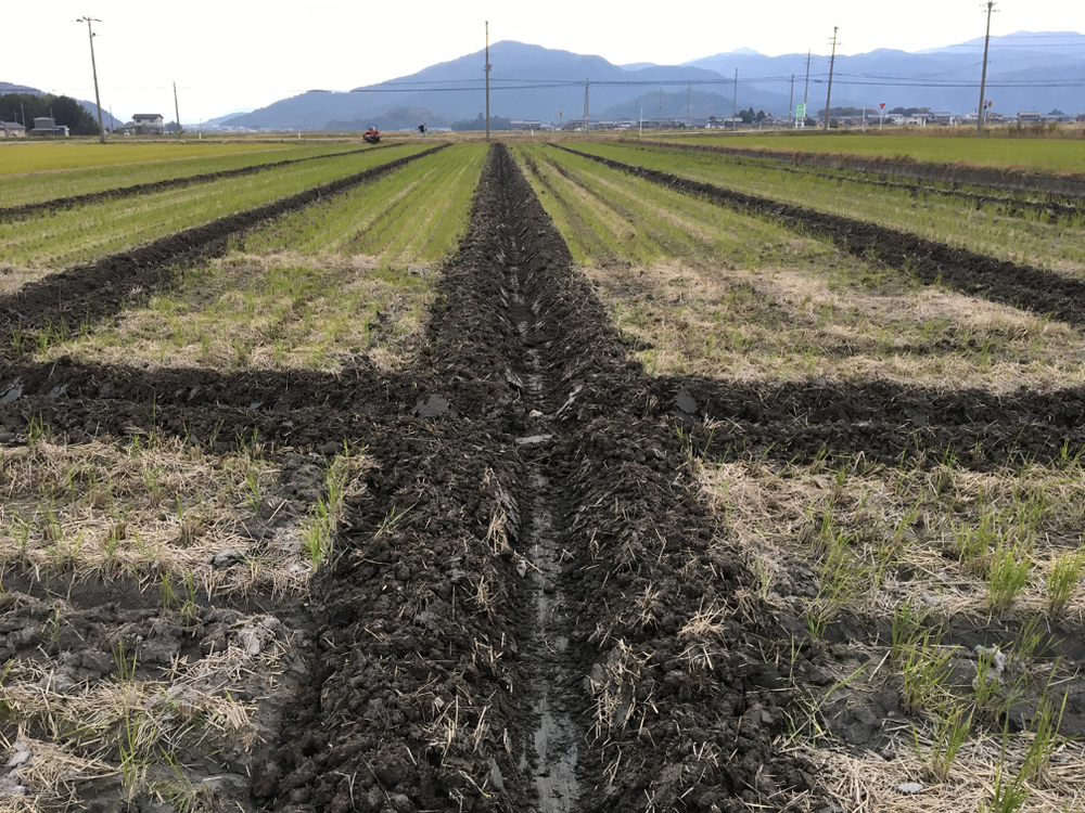 昨日、溝切りした圃場